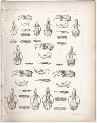 Mice

(Bush Rat, Wood Rat, Brush-tailed Rat, Rocky Mountain Rat, Texas Cotton Rat, etc.)